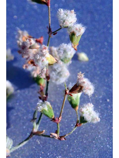 Eriogonum gossypinum (Cottony buckwheat) #52163