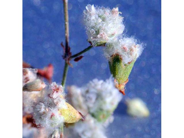Eriogonum gossypinum (Cottony buckwheat) #52164