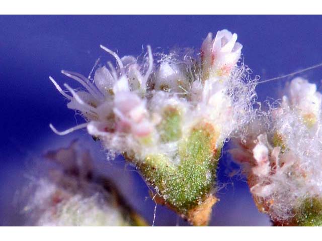 Eriogonum gossypinum (Cottony buckwheat) #52171