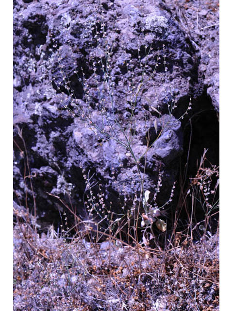 Eriogonum gracile var. gracile (Slender woolly buckwheat) #52173