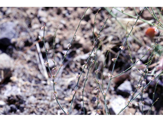 Eriogonum gracile var. gracile (Slender woolly buckwheat) #52177