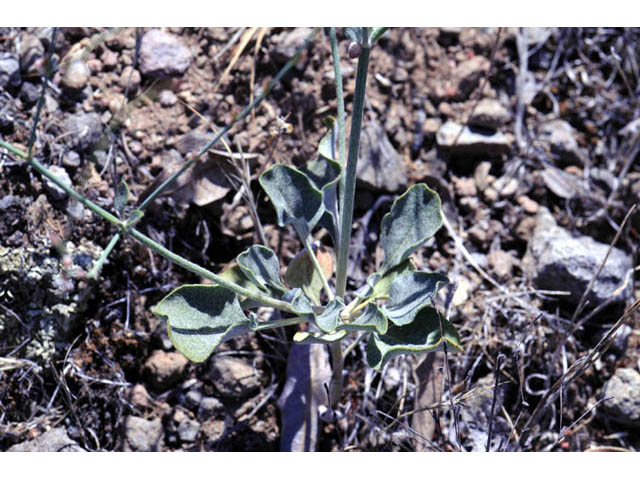 Eriogonum gracile var. gracile (Slender woolly buckwheat) #52185