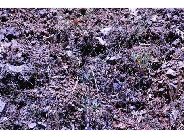 Eriogonum gracile (Slender woolly buckwheat) #52188