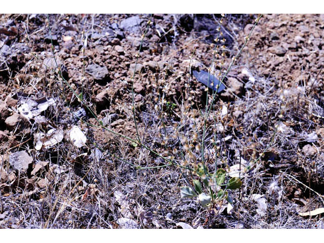 Eriogonum gracile (Slender woolly buckwheat) #52189