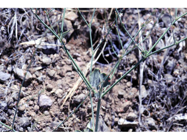 Eriogonum gracile (Slender woolly buckwheat) #52190