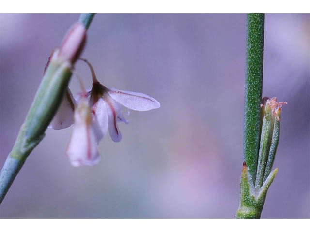 Eriogonum gracile (Slender woolly buckwheat) #52194