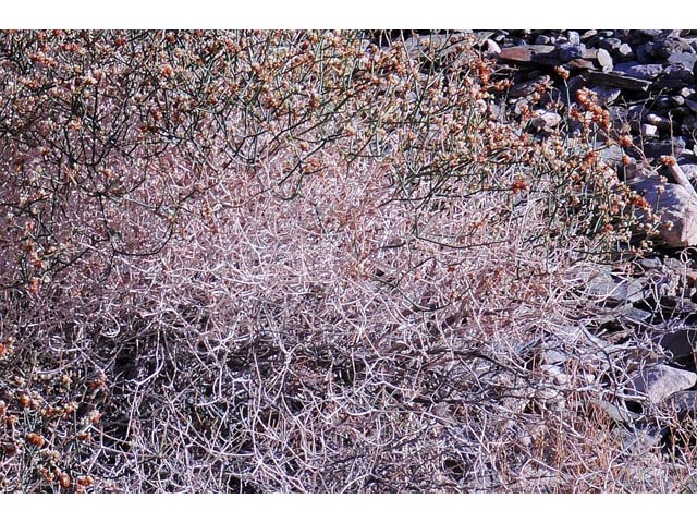 Eriogonum heermannii var. humilius (Heermann's great basin wild buckwheat) #52201