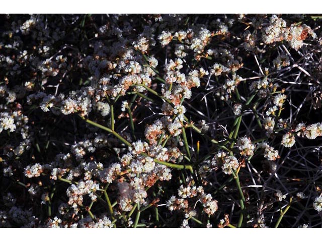 Eriogonum heermannii var. humilius (Heermann's great basin wild buckwheat) #52204