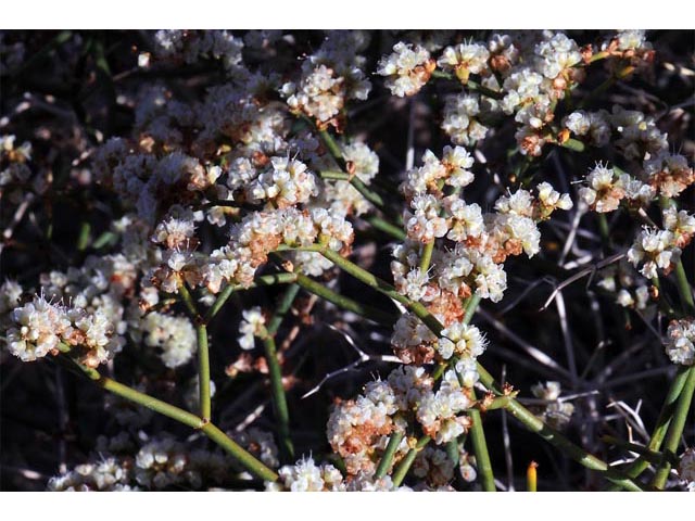 Eriogonum heermannii var. humilius (Heermann's great basin wild buckwheat) #52205