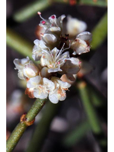 Eriogonum heermannii var. humilius (Heermann's great basin wild buckwheat) #52207