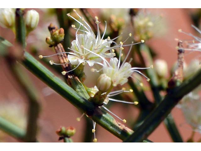 Eriogonum heermannii var. sulcatum (Heermann's grooved wild buckwheat) #52219
