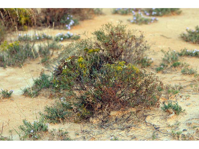 Eriogonum helichrysoides (Spreading buckwheat) #52252