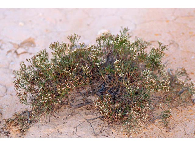 Eriogonum helichrysoides (Spreading buckwheat) #52254