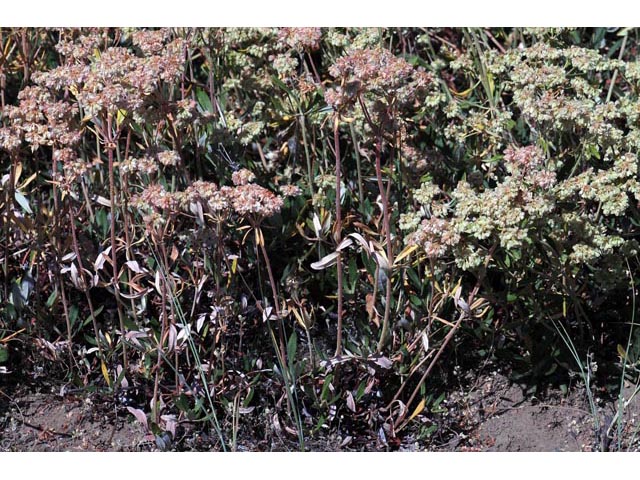 Eriogonum heracleoides var. heracleoides (Parsnipflower buckwheat) #52283