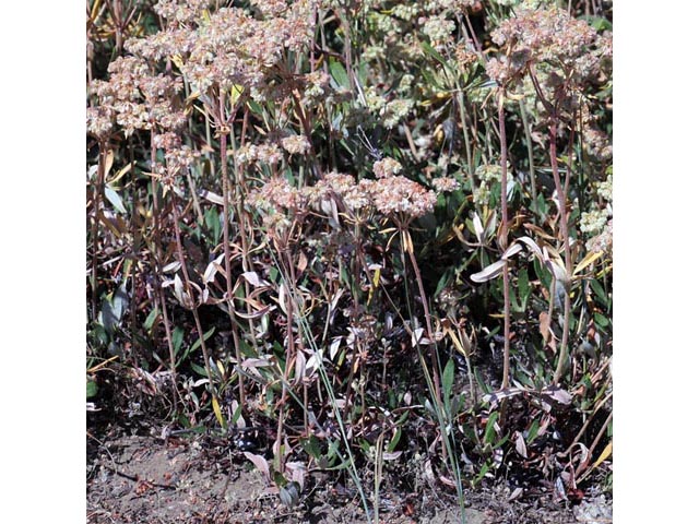 Eriogonum heracleoides var. heracleoides (Parsnipflower buckwheat) #52284