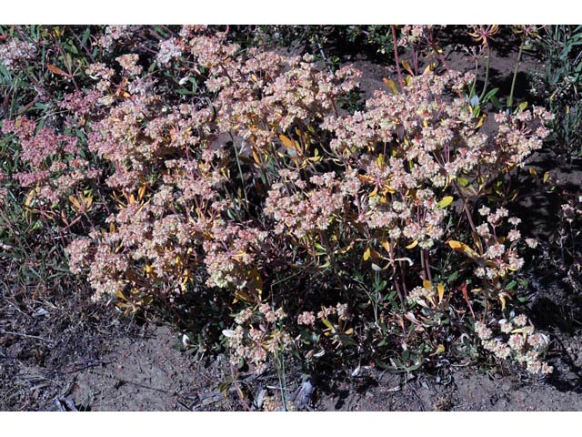 Eriogonum heracleoides var. heracleoides (Parsnipflower buckwheat) #52285
