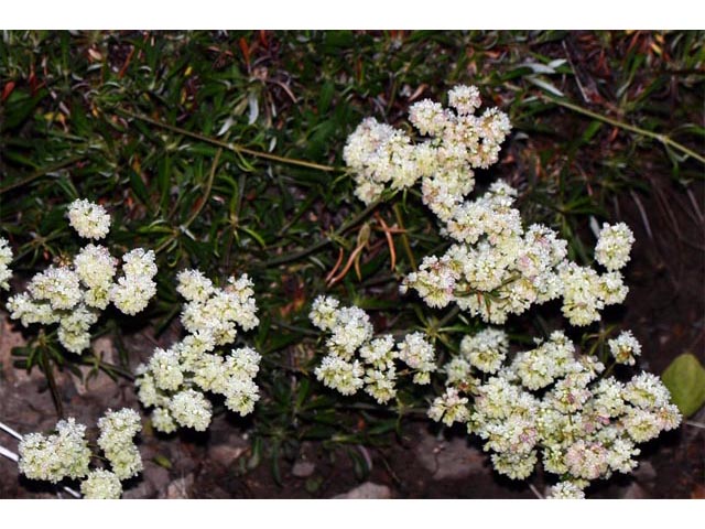 Eriogonum heracleoides var. heracleoides (Parsnipflower buckwheat) #52289