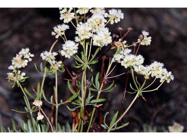 Eriogonum heracleoides var. heracleoides (Parsnipflower buckwheat) #52290