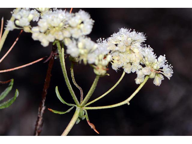Eriogonum heracleoides var. heracleoides (Parsnipflower buckwheat) #52292