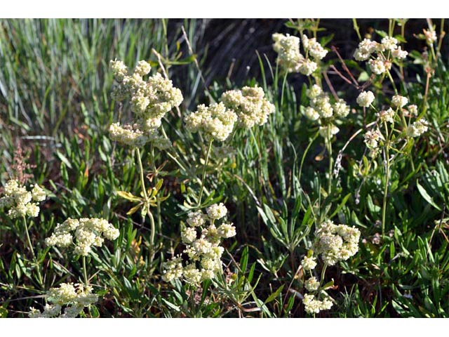 Eriogonum heracleoides var. heracleoides (Parsnipflower buckwheat) #52297