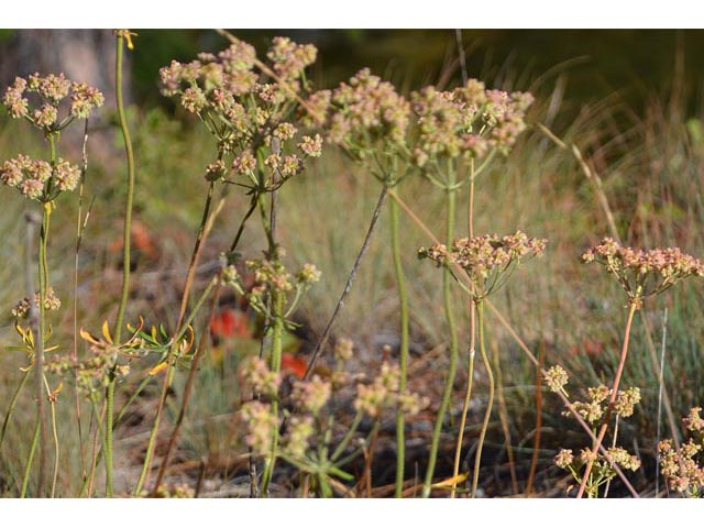 Eriogonum heracleoides var. heracleoides (Parsnipflower buckwheat) #52303