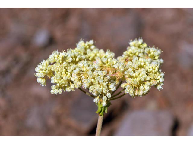 Eriogonum heracleoides var. heracleoides (Parsnipflower buckwheat) #52305