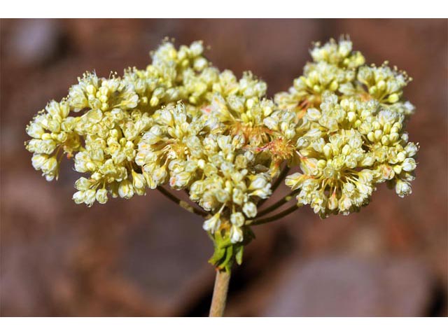 Eriogonum heracleoides var. heracleoides (Parsnipflower buckwheat) #52306