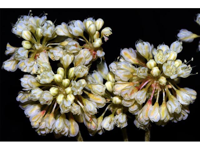Eriogonum heracleoides var. heracleoides (Parsnipflower buckwheat) #52309