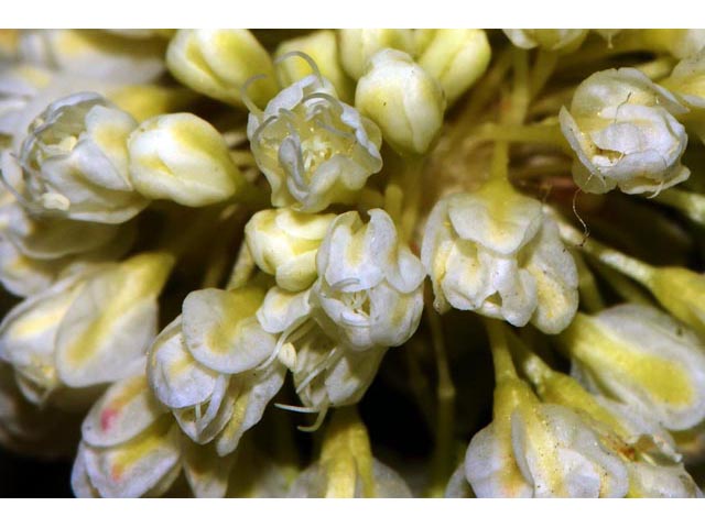 Eriogonum heracleoides var. heracleoides (Parsnipflower buckwheat) #52313
