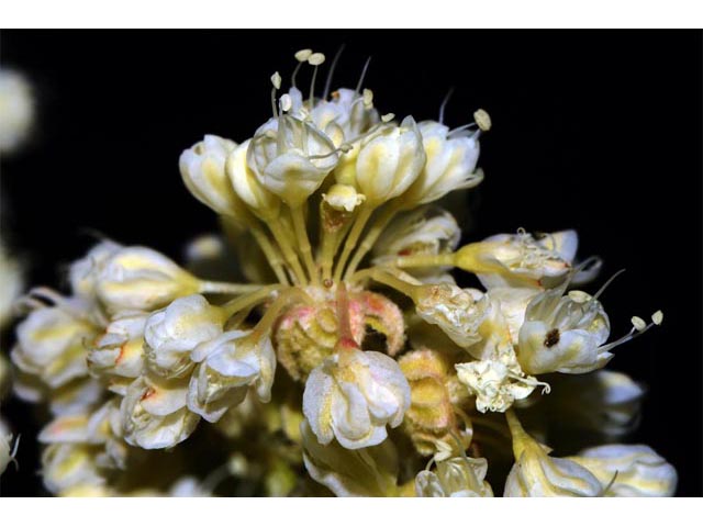 Eriogonum heracleoides var. heracleoides (Parsnipflower buckwheat) #52314