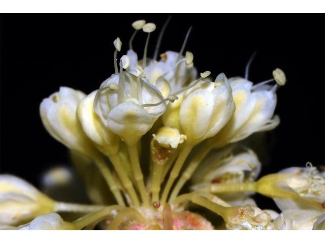 Eriogonum heracleoides var. heracleoides (Parsnipflower buckwheat) #52315