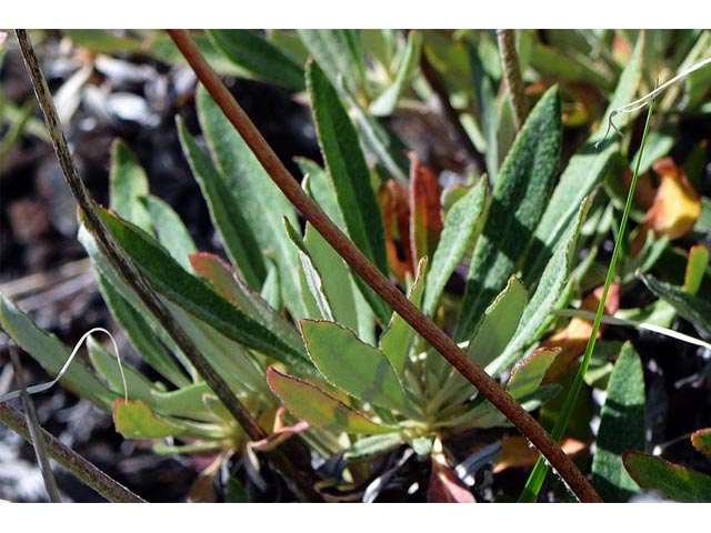 Eriogonum heracleoides var. heracleoides (Parsnipflower buckwheat) #52321