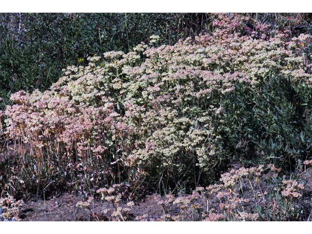 Eriogonum heracleoides (Parsnip-flower buckwheat) #52332