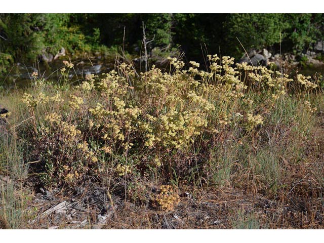 Eriogonum heracleoides (Parsnip-flower buckwheat) #52349