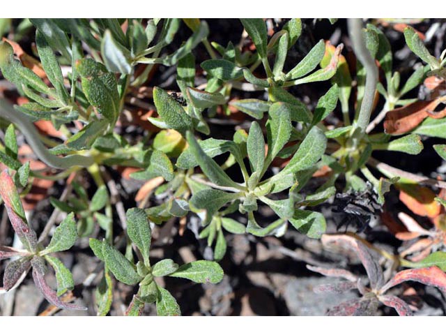 Eriogonum heracleoides (Parsnip-flower buckwheat) #52366
