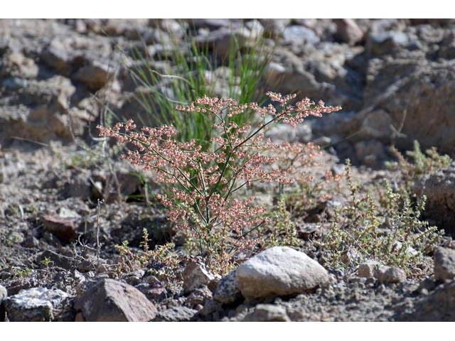 Eriogonum hookeri (Hooker's wild buckwheat) #52486