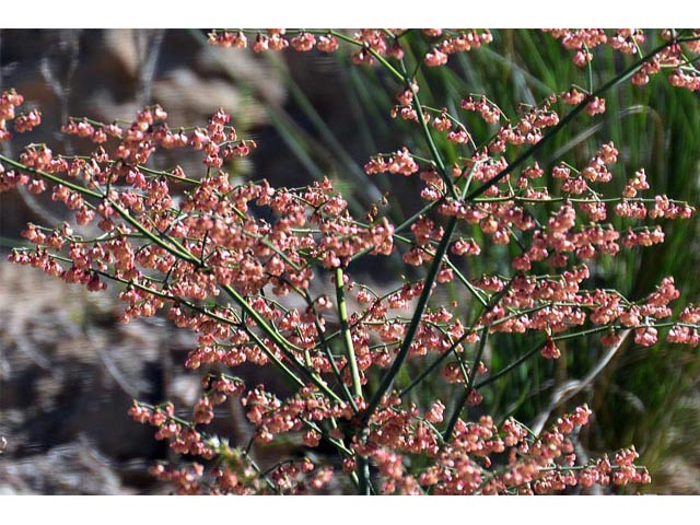 Eriogonum hookeri (Hooker's wild buckwheat) #52490