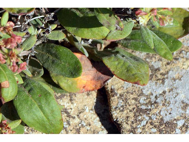 Eriogonum jamesii var. jamesii (James' buckwheat) #52592