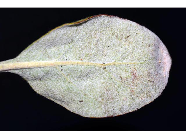 Eriogonum jamesii var. jamesii (James' buckwheat) #52595
