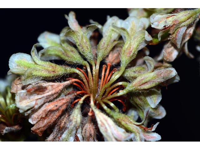 Eriogonum jamesii var. jamesii (James' buckwheat) #52608