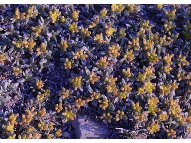 Eriogonum lachnogynum var. colobum (Clipped wild buckwheat) #52675