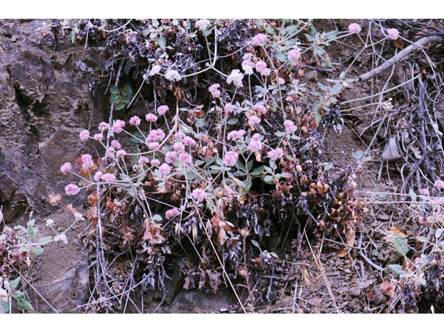 Eriogonum latifolium (Seaside buckwheat) #52723