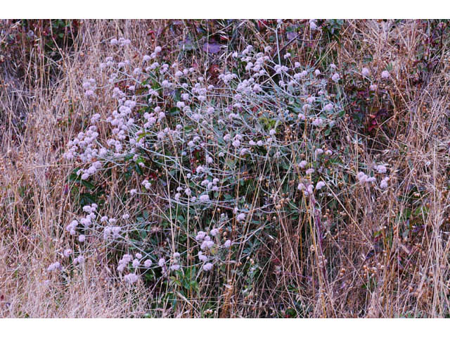 Eriogonum latifolium (Seaside buckwheat) #52724