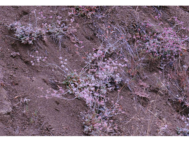 Eriogonum latifolium (Seaside buckwheat) #52738