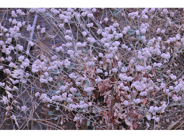 Eriogonum latifolium (Seaside buckwheat) #52740