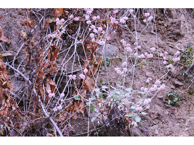 Eriogonum latifolium (Seaside buckwheat) #52741