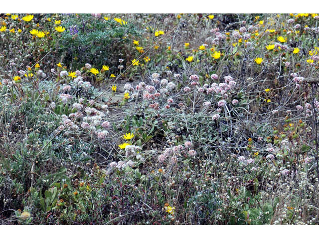 Eriogonum latifolium (Seaside buckwheat) #52748