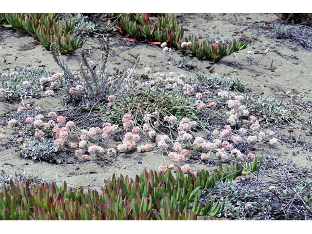 Eriogonum latifolium (Seaside buckwheat) #52750