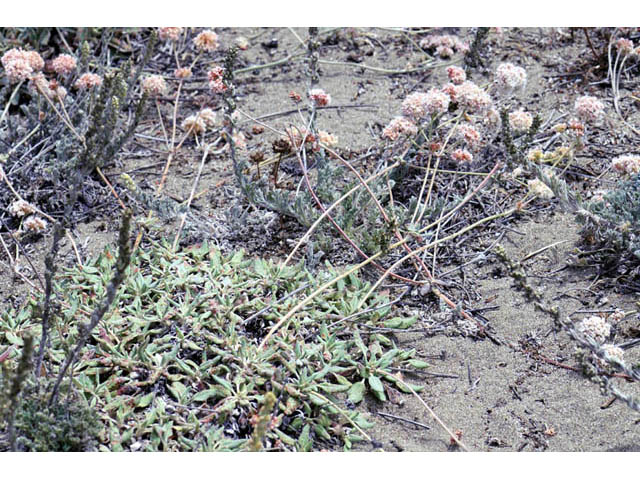 Eriogonum latifolium (Seaside buckwheat) #52751