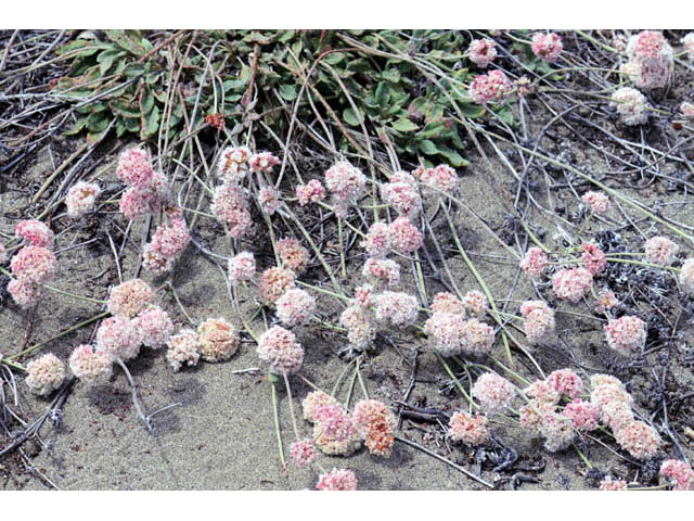 Eriogonum latifolium (Seaside buckwheat) #52753